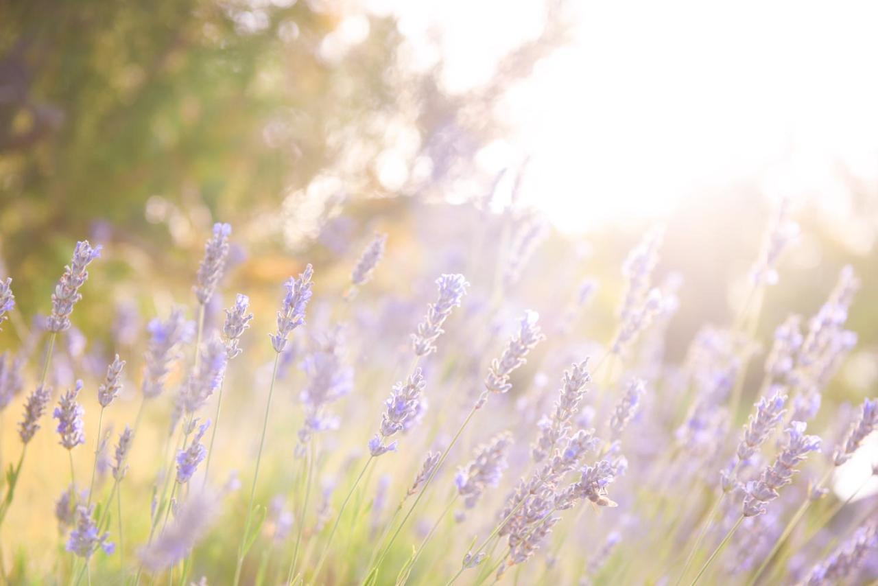 Lavanda Farm Apartmani Раковица Экстерьер фото