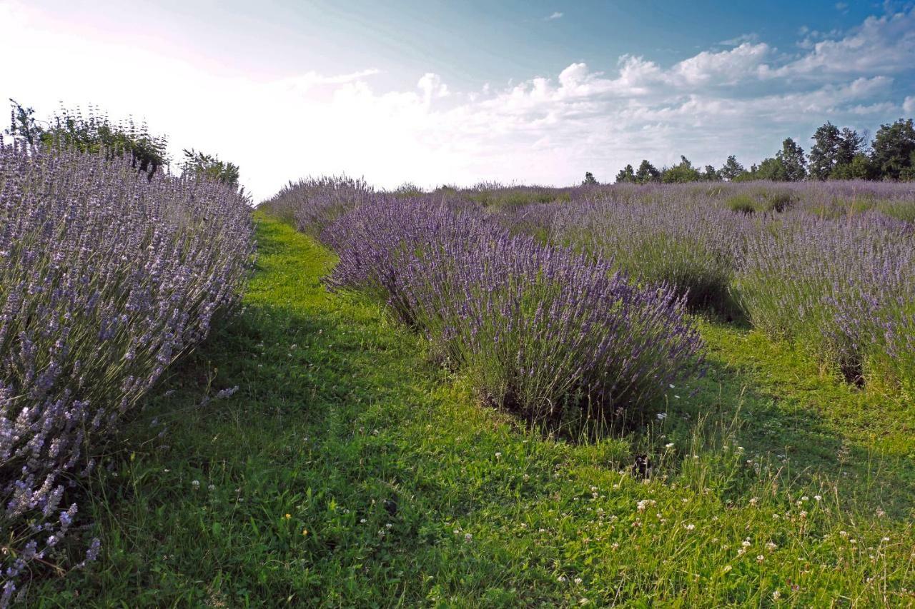 Lavanda Farm Apartmani Раковица Экстерьер фото